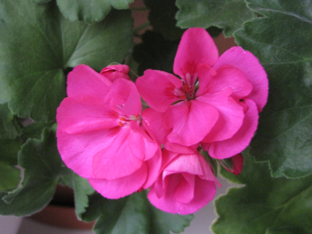 Rosa pelargonblommor