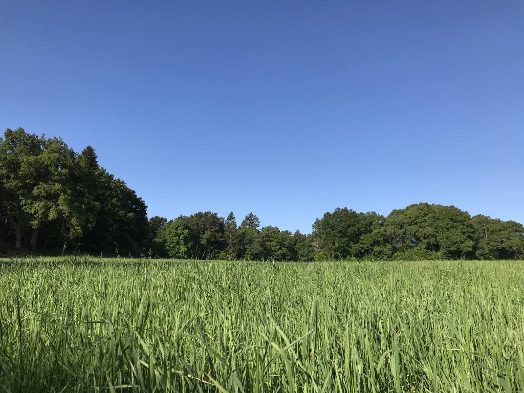 Högt gräs på en äng framför lövträd under blå himmel